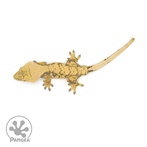 Male XXX Crested Gecko Cr-1165