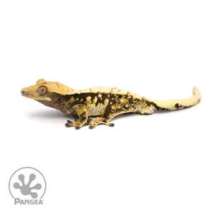 Male Extreme Harlequin Crested Gecko Cr-1166 looking left 