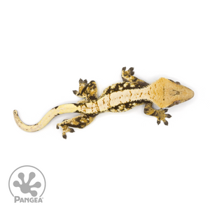 Male Extreme Harlequin Crested Gecko Cr-1166 from above 