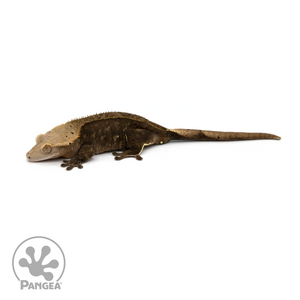 Female Brindle Crested Gecko Cr-1167 looking left 