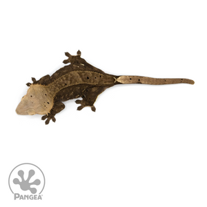 Female Brindle Crested Gecko Cr-1167 from above 