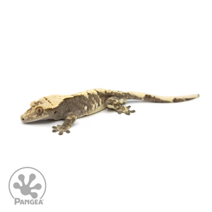 Male Harlequin Crested Gecko Cr-1168 looking left 