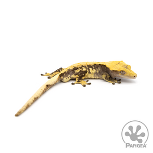 Male Extreme Harlequin Crested Gecko Cr-1169