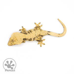 Female XXX Crested Gecko Cr-1171 from above