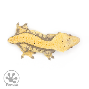 Female Extreme Harlequin Crested Gecko Cr-1173 from above