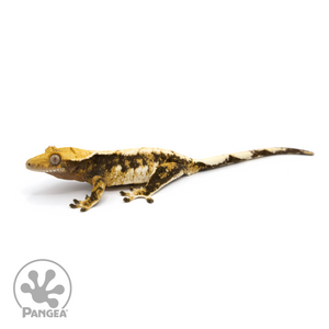 Female Tricolor Crested Gecko Cr-1175 looking Left