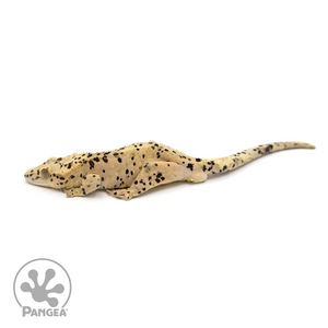 Male Super Dalmatian Crested Gecko Cr-1177 looking left
