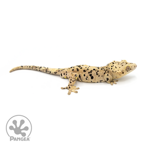 Male Super Dalmatian Crested Gecko Cr-1177 looking right 