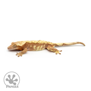 Male Red Harlequin Crested Gecko Cr-1179 looking left 