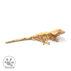 Male Red Harlequin Crested Gecko Cr-1179 looking right 
