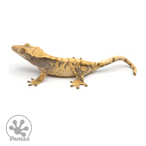 Female XXX Crested Gecko Cr-1181 looking left 