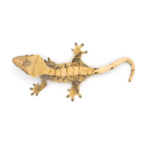 Female XXX Crested Gecko Cr-1181 from above 