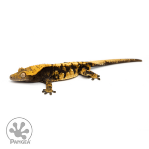 Male Halloween Crested Gecko Cr-1184 looking left 