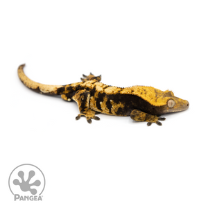 Male Halloween Crested Gecko Cr-1184 looking right 