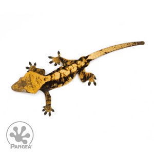 Male Halloween Crested Gecko Cr-1184 from above