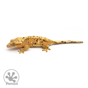 Female Super Dalmatian Crested Gecko Cr-1185 looking left 