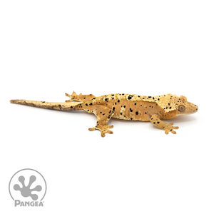 Female Super Dalmatian Crested Gecko Cr-1185 looking right