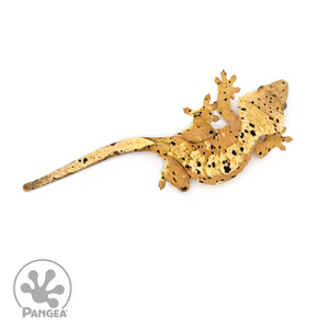 Female Super Dalmatian Crested Gecko Cr-1185 From above