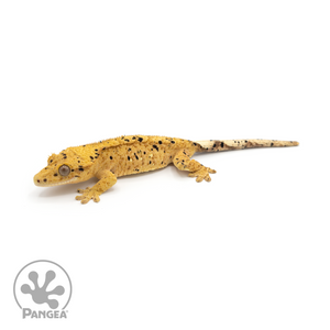 Female Yellow Super Dalmatian Crested Gecko Cr-1186 looking left