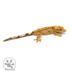 Female Yellow Super Dalmatian Crested Gecko Cr-1186 looking right