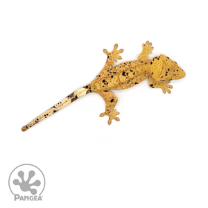Female Yellow Super Dalmatian Crested Gecko Cr-1186 from above