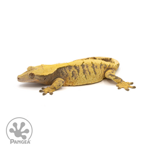 Female XXX Crested Gecko Cr-1187 looking left 