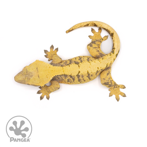 Female XXX Crested Gecko Cr-1187 from above
