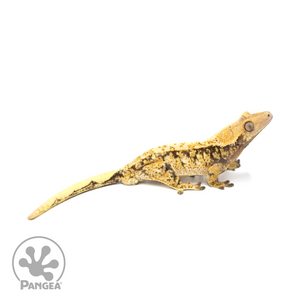 Male Extreme Harlequin Crested Gecko Cr-1188 looking right