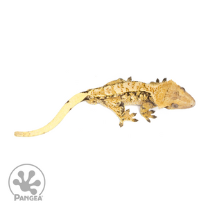 Male Extreme Harlequin Crested Gecko Cr-1188 from above