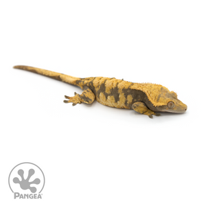Female Extreme Harlequin Crested Gecko Cr-1189 looking right