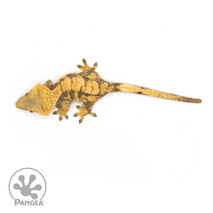 Female Extreme Harlequin Crested Gecko Cr-1189 from above