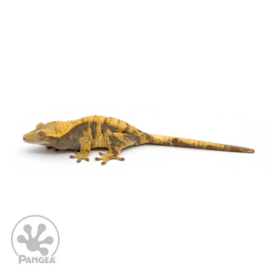 Female Extreme Harlequin Crested Gecko Cr-1189 looking left 