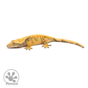 Female XXX Crested Gecko Cr-1191 looking left 