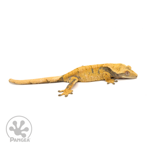 Female XXX Crested Gecko Cr-1191 looking right