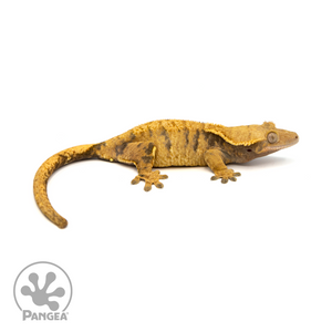 Female Halloween XXX Crested Gecko Cr-1192 looking right 