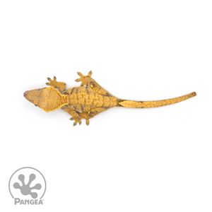 Female Halloween XXX Crested Gecko Cr-1192 from above