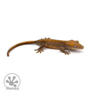 Juvenile Tangerine Dream Crested Gecko Cr-1193 looking right