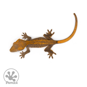 Juvenile Tangerine Dream Crested Gecko Cr-1193 from above