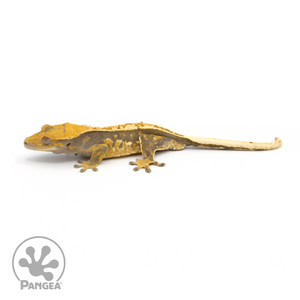 Male Pinstripe Crested Gecko Cr-1194 looking left 