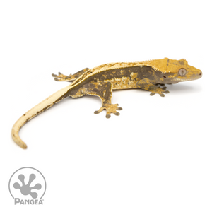 Male Pinstripe Crested Gecko Cr-1194 looking right