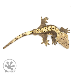 Male Super Dalmatian Crested Gecko Cr-1195