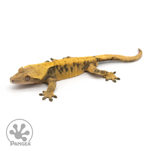 Male XXX Crested Gecko Cr-1196 looking left 