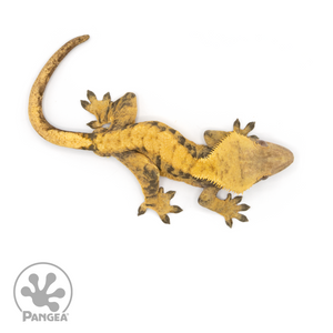 Male XXX Crested Gecko Cr-1196 from above