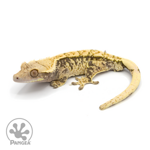 Male XXX Crested Gecko Cr-1197 looking left 