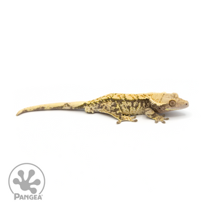 Male XXX Crested Gecko Cr-1197 looking right
