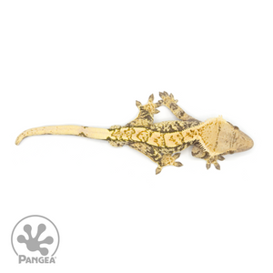 Male XXX Crested Gecko Cr-1197 from above