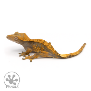 Male Halloween Crested Gecko Cr-1198 looking left 