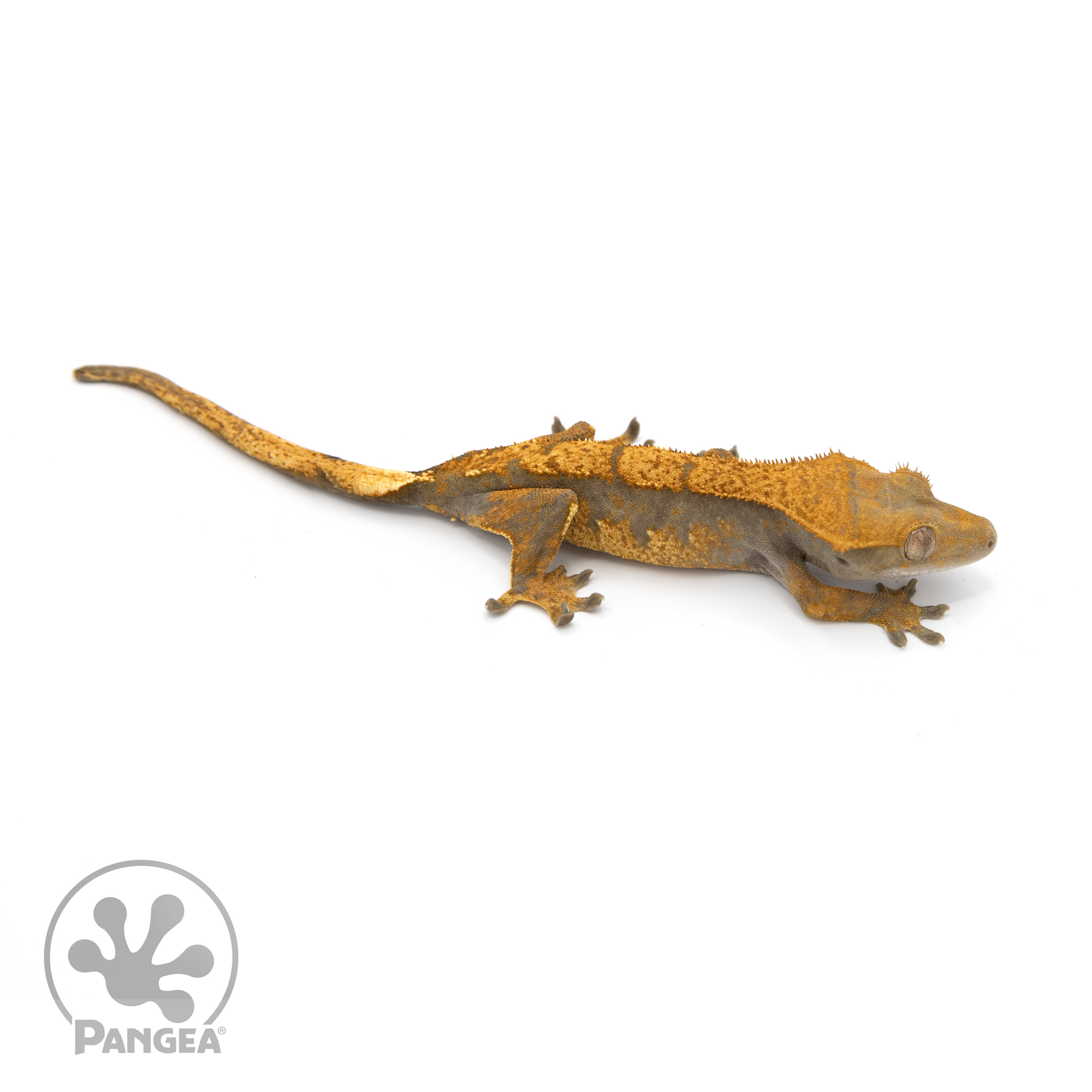Male Halloween Crested Gecko Cr-1198 looking right 