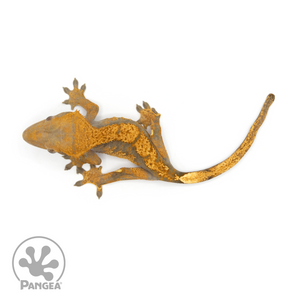 Male Halloween Crested Gecko Cr-1198 from above