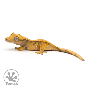 Juvenile Extreme Harlequin Crested Gecko Cr-1202 looking left 